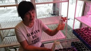 Первая подкормка рассады томатов