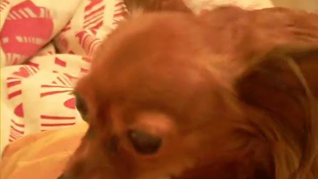 собака и кость смотреть онлайн