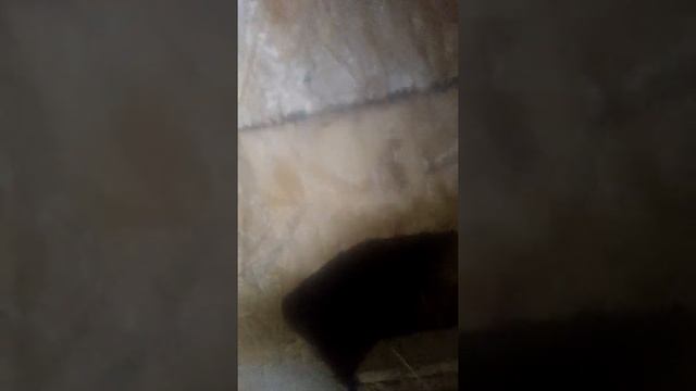 Що робити щоб кури неслися. смотреть онлайн