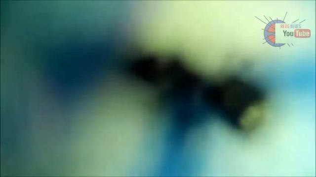 Simple tutorial : use cell phone camera for microscope смотреть онлайн