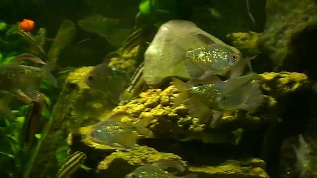 # Aquarium. Tetra Moenkhausia. Бриллиантовая тетра. смотреть онлайн