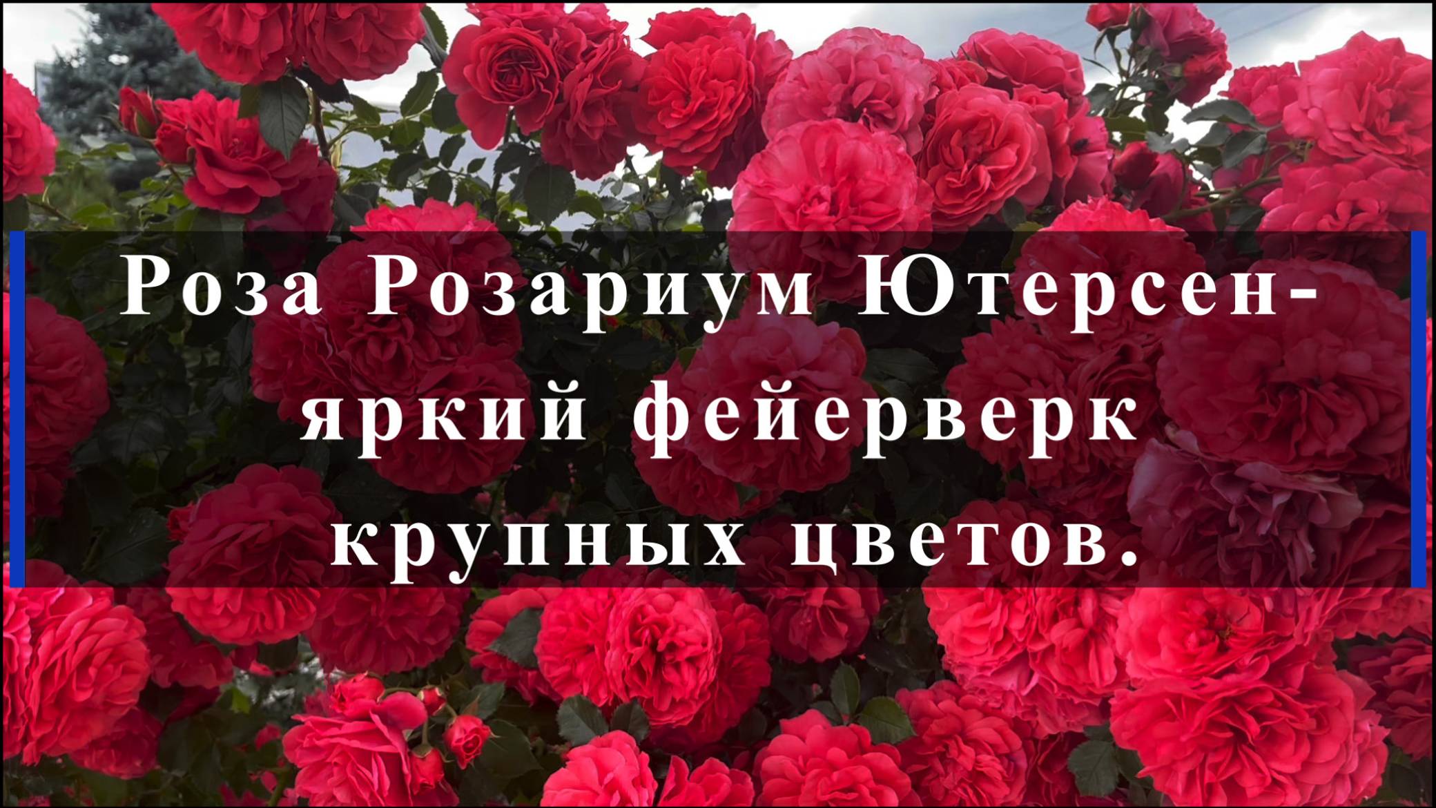 Роза Розариум Ютерсен - яркий фейерверк крупных цветов. смотреть онлайн