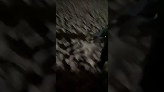 Собака тапок украла смотреть онлайн