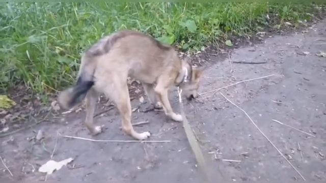 В ЭФИРЕ БАРБОСКИН НЬЮЗ! НОВОСТИ ОТ 17 ИЮЛЯ 🐾💌