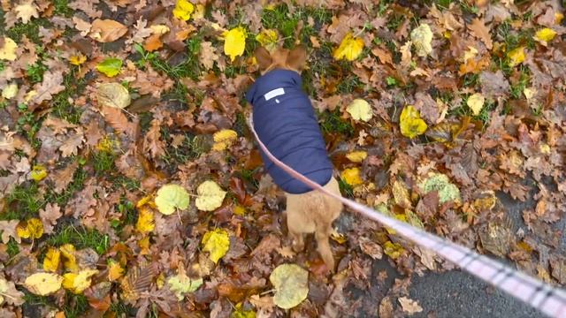 Уютный вечер, уютная осенняя прогулка #amydog смотреть онлайн