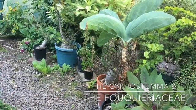 2018 YARD WANDER BEFORE THE JULY HEAT WAVE! смотреть онлайн