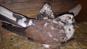 Николаевские голуби