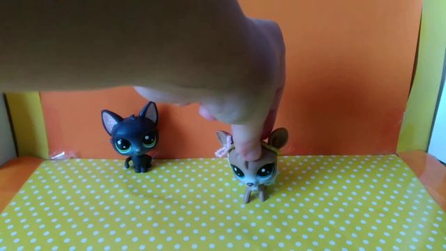 Лпс: ВАЖНАЯ ИНФА| сколько раз я сказала *мало памяти*| Ксения тигрёнок