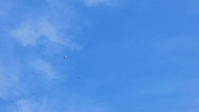 1000 за голубя но не летал смотреть онлайн