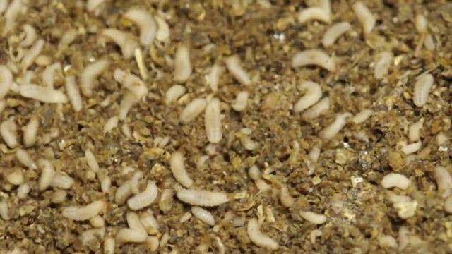 Hexafly | RTÉ One | Ear To The Ground смотреть онлайн