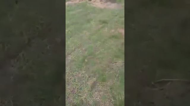 Мотороллер Муравей обзор покупки смотреть онлайн