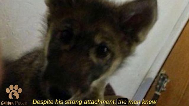 A Man Fostered the Puppy, but it Later Turned Out to Be a Predator Dangerous to Humans смотреть онлайн