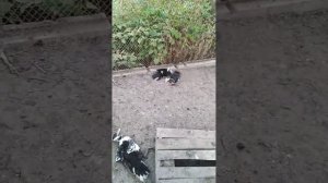 Собака подавил и порвал индоуток и курей