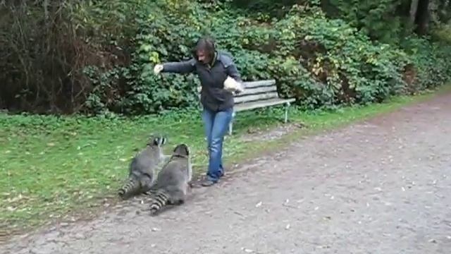 Ванкувер. Steanly Park. Еноты. смотреть онлайн