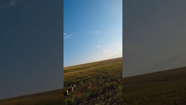 Дон Бретон нота работа по перепелу смотреть онлайн