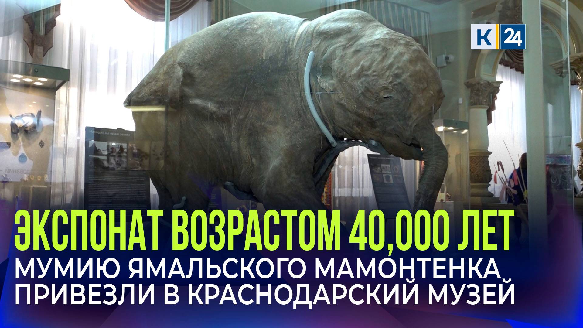 Мумию мамонтенка Любы привезли в Краснодар смотреть онлайн