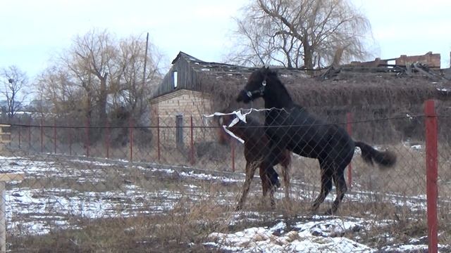 Жеребцы выясняют кто главный смотреть онлайн