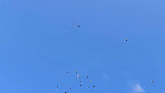 Моё утро 6:30 и мои голуби (Тренировка) смотреть онлайн