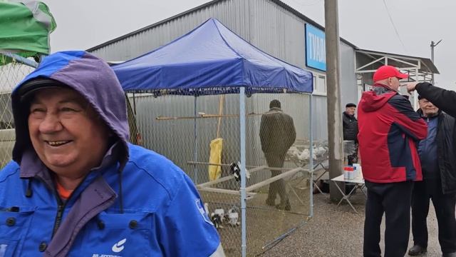 Голуби цены Птичий рынок г Пятигорск смотреть онлайн