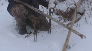 Капканы на бобра. Охота на бобра.