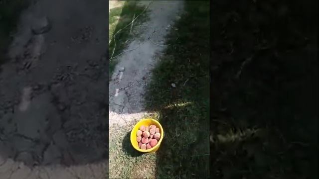 ГАЗ 53 машина для колхоза смотреть онлайн