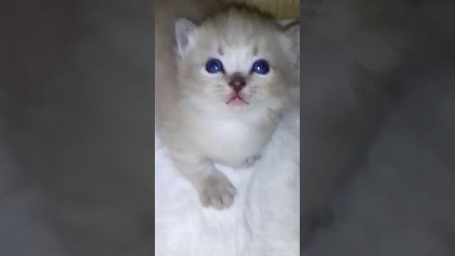 МАЛЫШИ С КОРОТКИМИ ЛАПКАМИ РОДИЛИСЬ 21 НОЯБРЯ 2024 смотреть онлайн