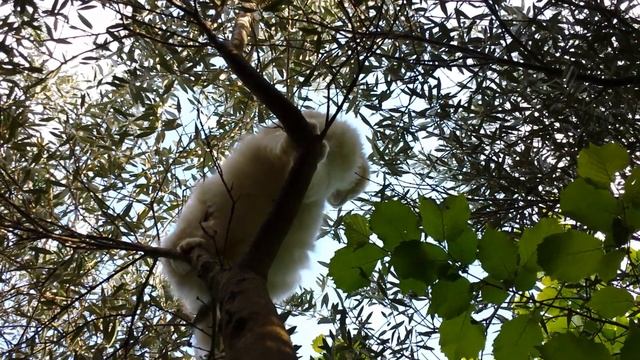 Cute White Cat spend his mornings stalking birds in the trees смотреть онлайн
