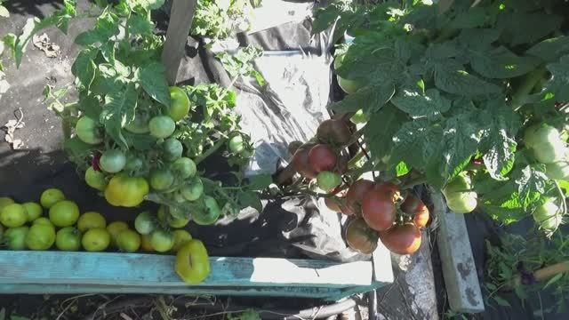 Уникальный Гном Фестиваль Аделаиды. №831. Куст увешан крупными плодами! Спеет рано!