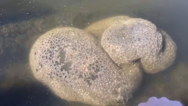 Bryozoa in freshwater lake смотреть онлайн