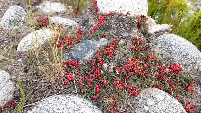Южный берег Иссык-Куля. Барскоон. South￼ cost of the Issyk-Kul lake. Barskoon. смотреть онлайн