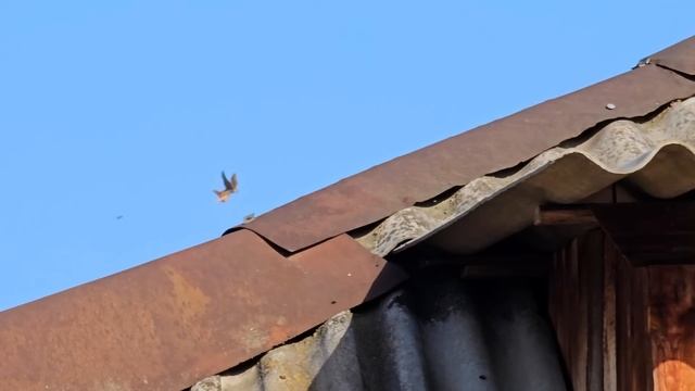 Голуби - Сапсан жалость и злость смотреть онлайн