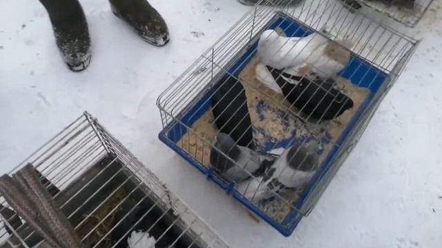 Ярмарка голубей г. Узловая 30.01.2022г смотреть онлайн