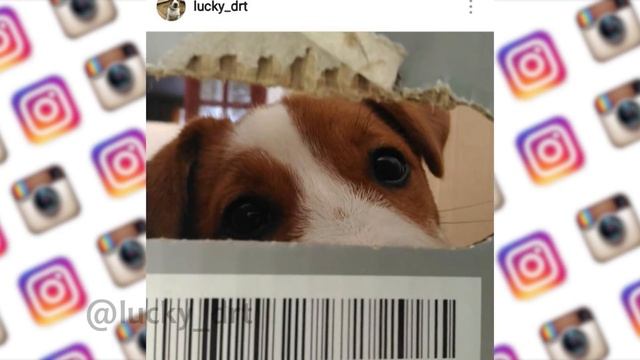 Instagram / Пожар, собака, школьник и операции смотреть онлайн