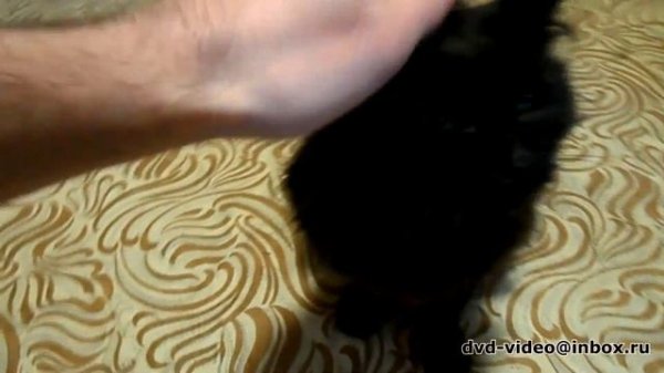 Мурлыкающий Кот(Purred cat)