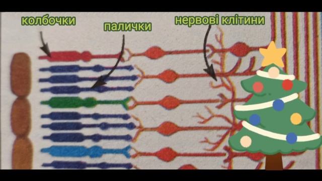 Зорова сенсорна система смотреть онлайн