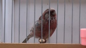 Поющий урагус. Ярмарка.