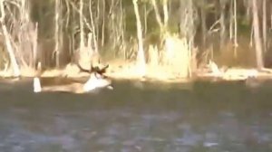 Олень в Карелии плывет к острову