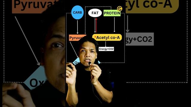 Metabolism of fat gain. смотреть онлайн