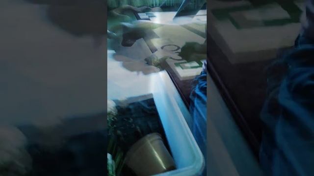 Наши домашние животные часть #2 смотреть онлайн