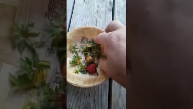 Первая клубника смотреть онлайн