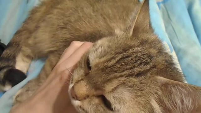 Шейка чешется))Кошка Ромашка. смотреть онлайн