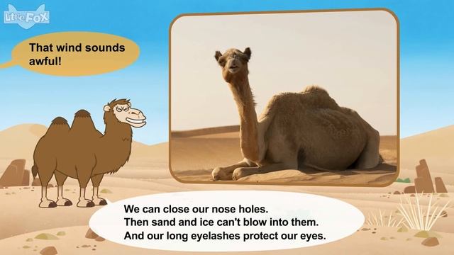 Meet the Animals 35_ Camel _ Level 2 _ By Little Fox смотреть онлайн
