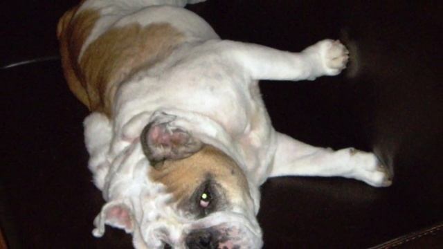 Getting Help for Dog Allergies and Skin Problems | Nzymes смотреть онлайн