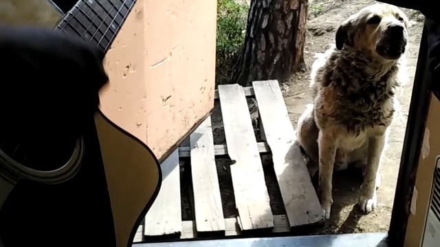 Собака поет под гитару смотреть онлайн