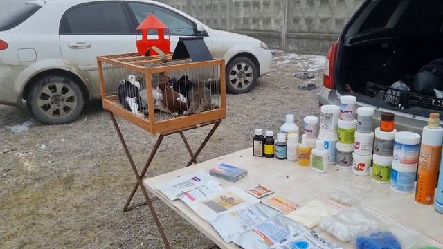 Голуби Птичий рынок г Беслан смотреть онлайн