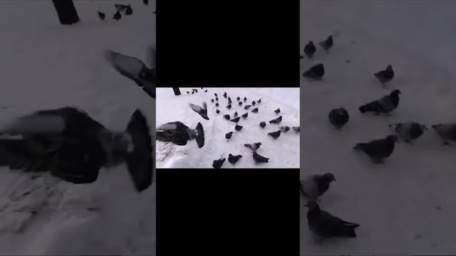 Покормите голубей.#голуби_зимой смотреть онлайн