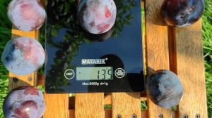 Диплоидная Слива Бербанк Гигант