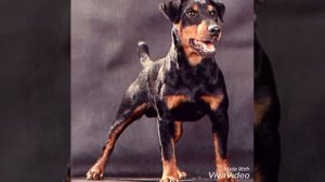 Песня про ягдтерьера