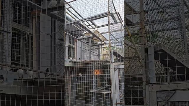 Голуби линька смотреть онлайн