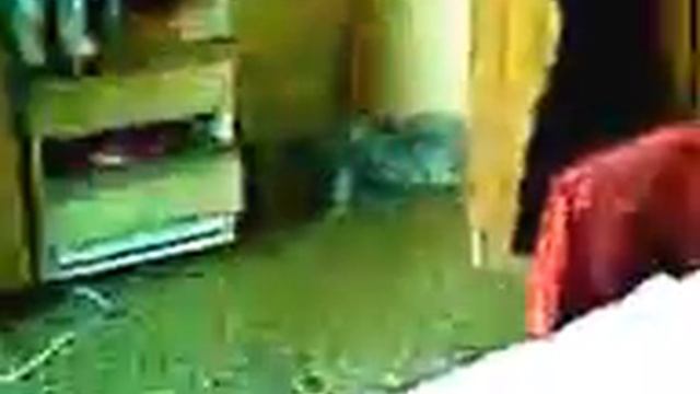 Собака спит ^_^ смотреть онлайн